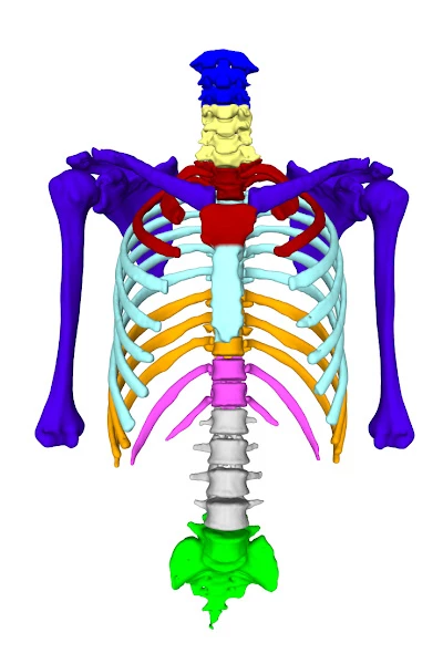 Reconstruir esqueletos é fácil com o software de digitalização FlexScan3D.