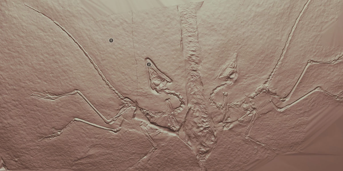 Digitalização 3D do Archaeopteryx de Eichstatt. Veja no Sketchfab.